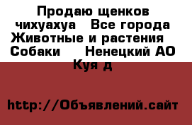 Продаю щенков чихуахуа - Все города Животные и растения » Собаки   . Ненецкий АО,Куя д.